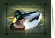 Happy Birthday ~ Mallard Swimming in Creek card