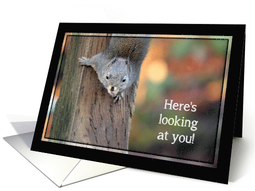 Here's Looking at You Squirrel Congratulations card (1519344)