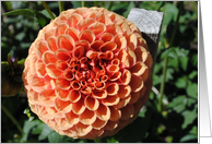 Orange dahlia card