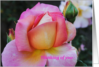 pink rose, thinking of you card