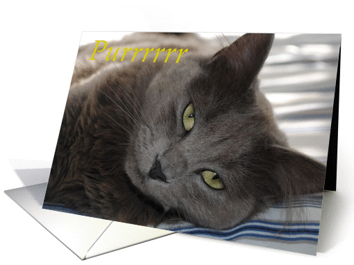 Love, Romance, gray cat, purrr card (860832)
