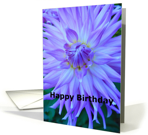 purple dahlia, birthday card (865964)