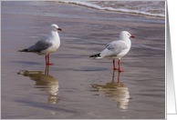 Seagulls on Beach Blank card