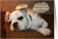 Happy Birthday dog with hair rollers on ears, thought bubble, French Bulldog! card