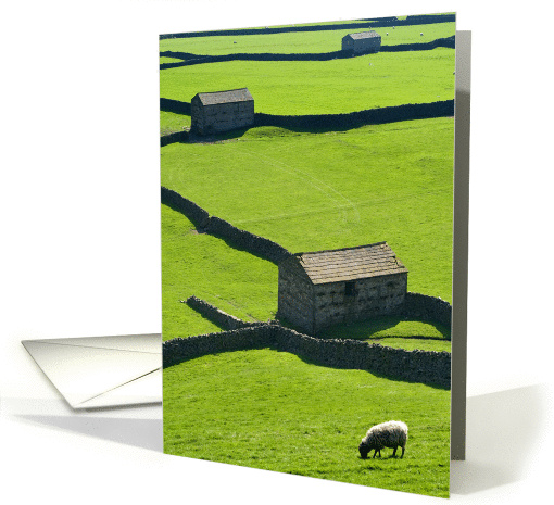 The Yorkshire Dales - Gunnerside Barns, walls, and sheep - Blank card