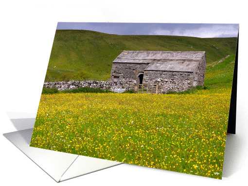 Summer meadow, yellow flowers and barn, The Yorkshire... (877426)