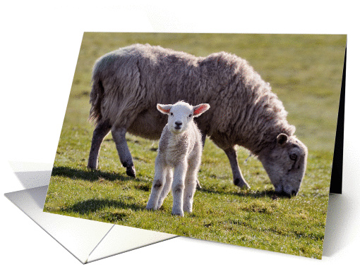 A cute lamb and its mum, baa - Blank card (877462)