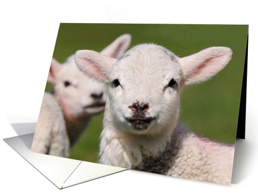 2 cute spring lambs, baa - Blank card (877468)