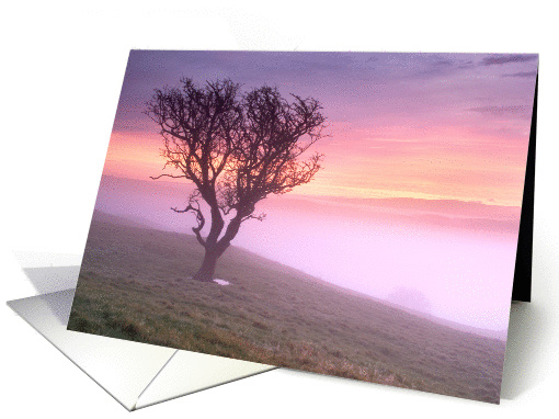 Lone tree and pink misty sunrise - Blank card (881422)