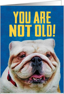 Funny Cute Bulldog- You Are Not Old Birthday Card