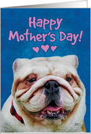 Happy Mother’s Day from Cute English Bulldog card