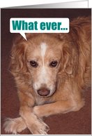 Birthday-Whatever You Do-Mix Breed Dog card