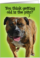 Funny Getting Old is the Pits (Pitbull) Birthday Card