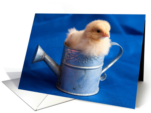 Happy Birthday, Chick Stuck in Watering Can card (907208)