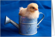 Happy Birthday, Chick Stuck in Watering Can card