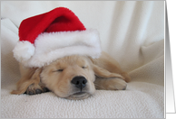 Christmas Golden Retriever Puppy Sleeping in Santa Hat card