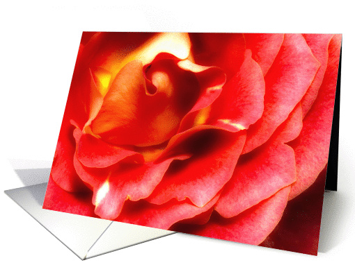 Sensual Folds Of A Red Rose Valentine's Day card (1094430)