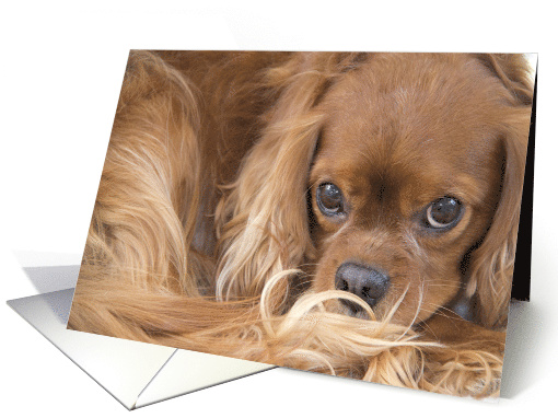 Cavalier King Charles Spaniel Blank Any Occasion card (901055)