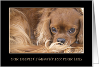 Deepest Sympathy for The Loss Of Your Pet card