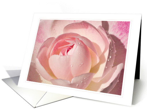 Pink Rose Blank Note card (1077952)