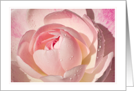 Pink Rose Blank Note card