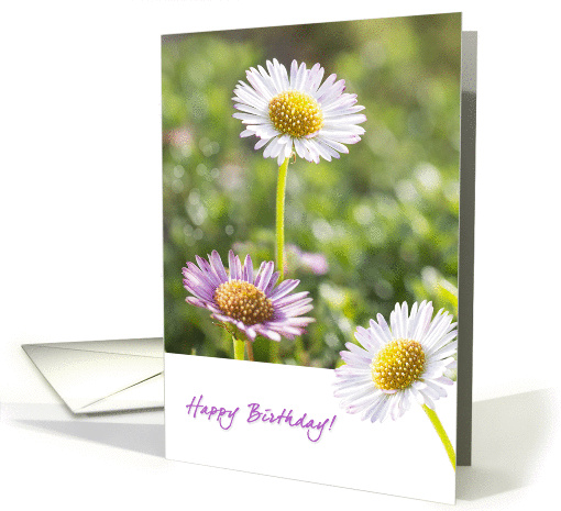 Three Daisies Birthday Card, Blank Inside card (1441268)