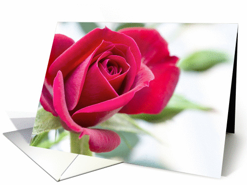 Red Rose Note card (1456498)