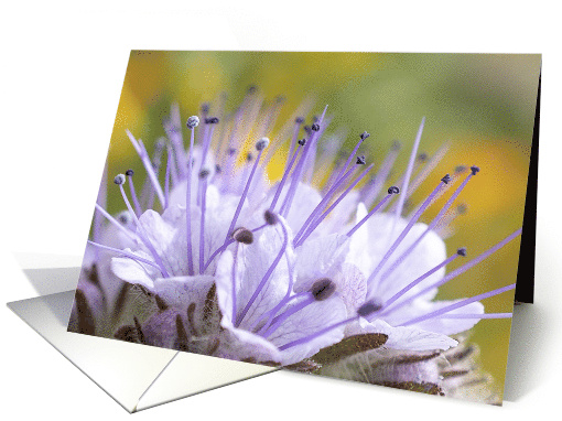 Lacy Phacelia Flower card (1569130)