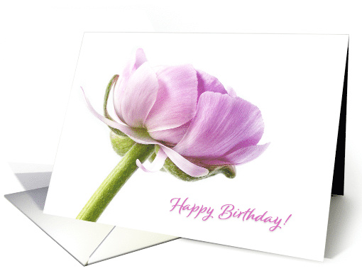 Pink Ranunculus Happy Birthday card (1589426)
