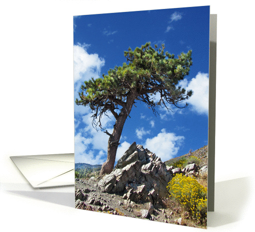Pine Tree Blank Inside Note card (957223)