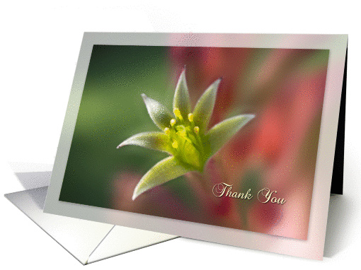 Thank You, Blank Note card (989131)