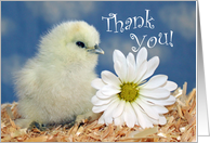 Thank You - White Silkie Chick and Daisy Flower card