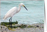 Wish You Were Here - White Egret on Seashore card