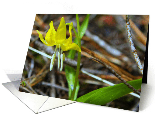 Glacier Lily - Erythronium grandiflorum near Sweathouse Creek card