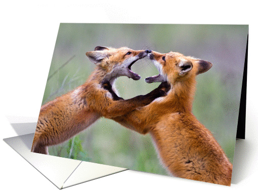 Red fox kits nose to nose card (1016261)