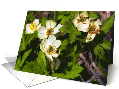 Globeflower card (1080036)