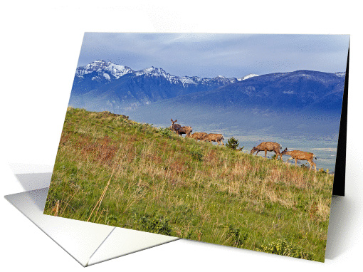 Mule deer and Mission Mountains card (1110982)