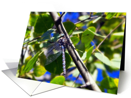 Dragonfly in blue card (1110984)