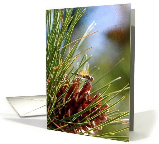 Dragonfly on Ponderosa Pine cone card (1110986)