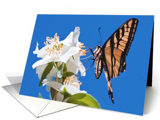 Butterfly on Syringa flower card (1110988)