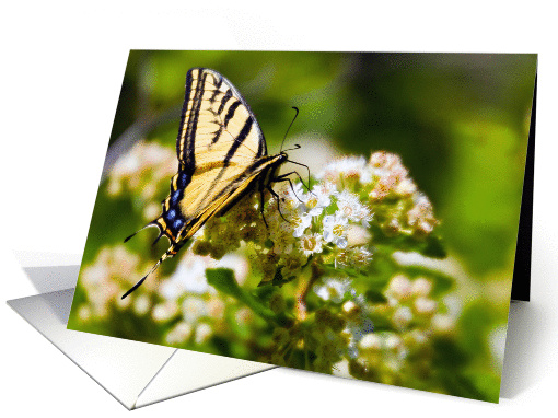 Butterfly on Ninebark 1 card (1111004)