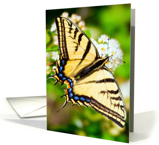 Butterfly on Ninebark 2 card (1111012)