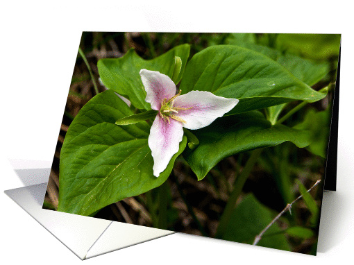 Trillium card (1111014)