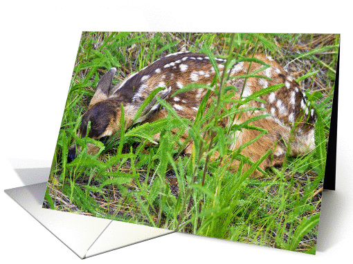 Deer fawn sleeping card (1111044)