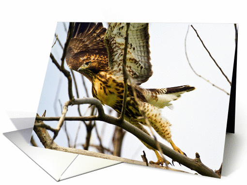 Red-tailed Hawk card (1111104)