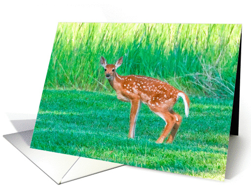 White-tailed deer fawn card (1111110)