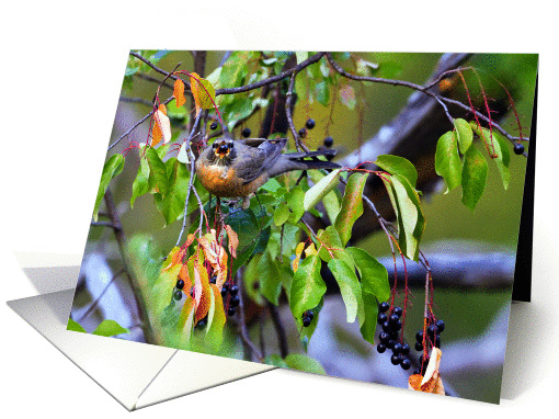 American Robin (Turdus migratorius) eating Chokecherries card