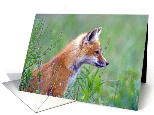 Red Fox card (1111116)