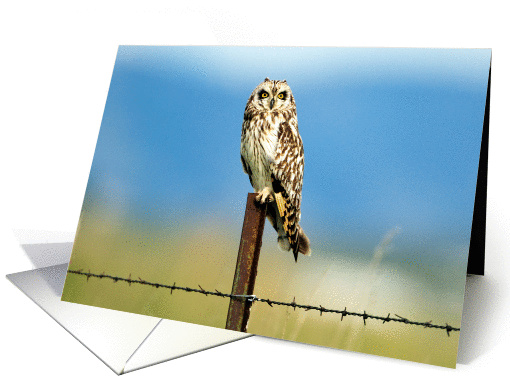Short-eared owl - Asio flammeus card (1111118)