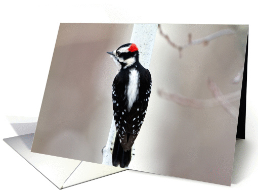 Downy Woodpecker card (1111132)